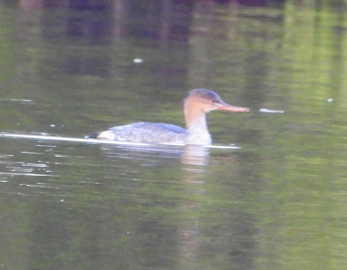 Red-breasted Merganser - ML646121286