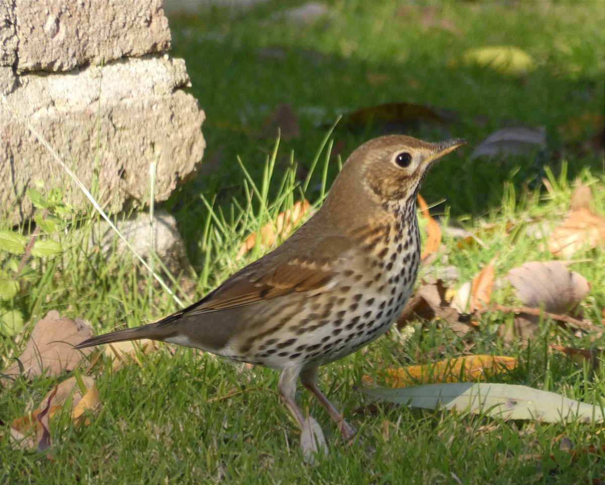 Song Thrush - ML646121287