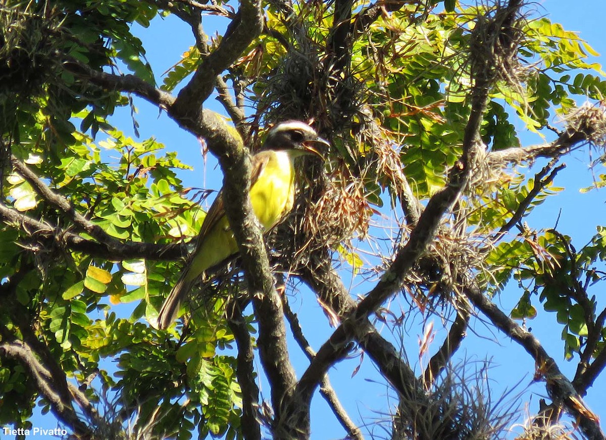 Social Flycatcher - ML646121289