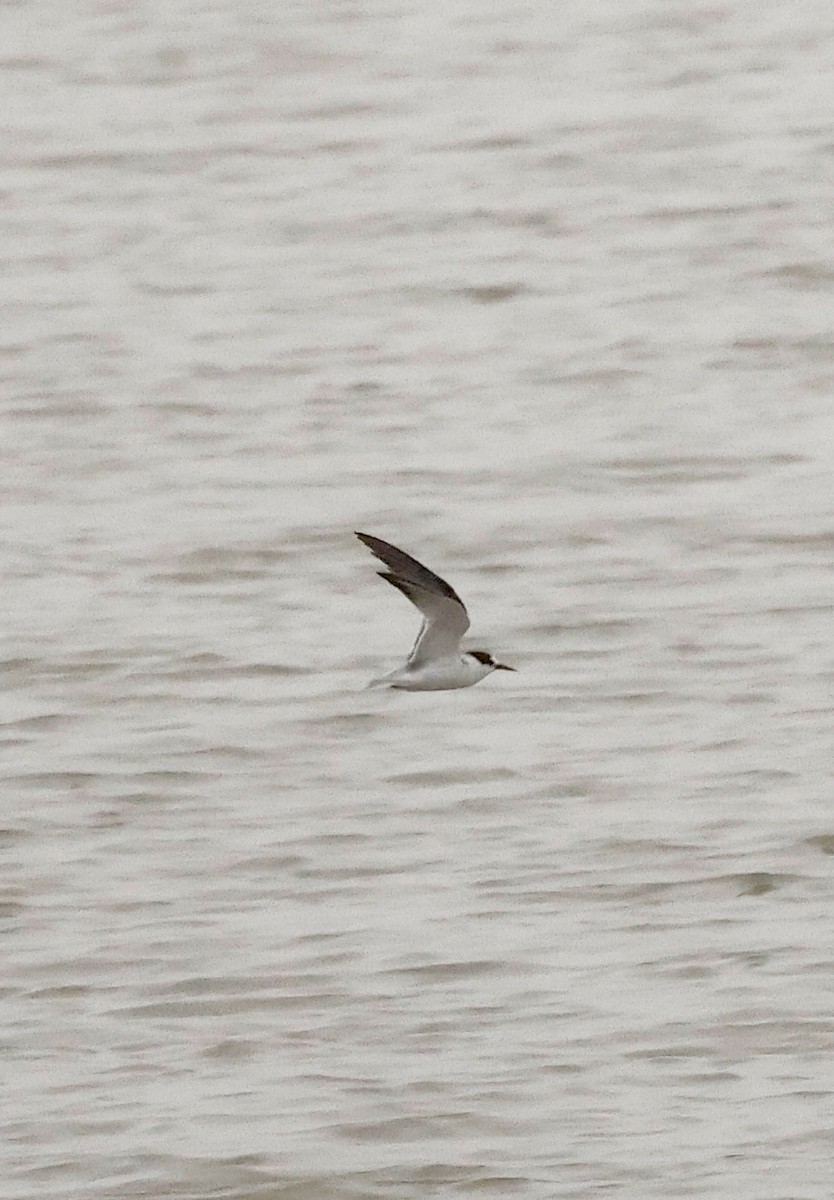 Little Tern - ML646121296