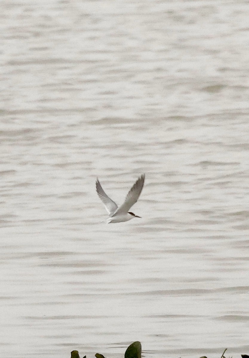 Little Tern - ML646121297