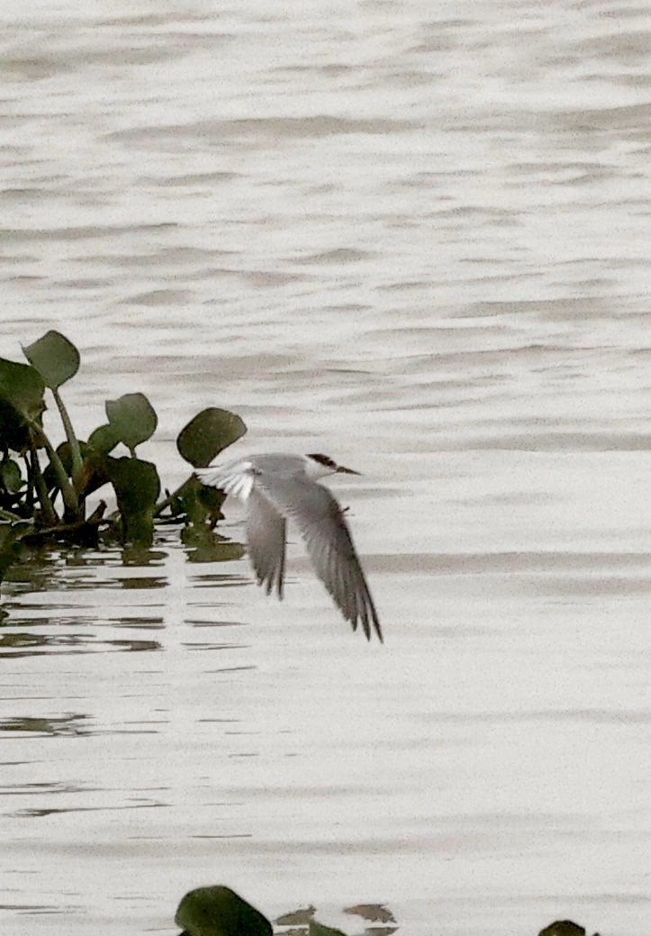 Little Tern - ML646121298