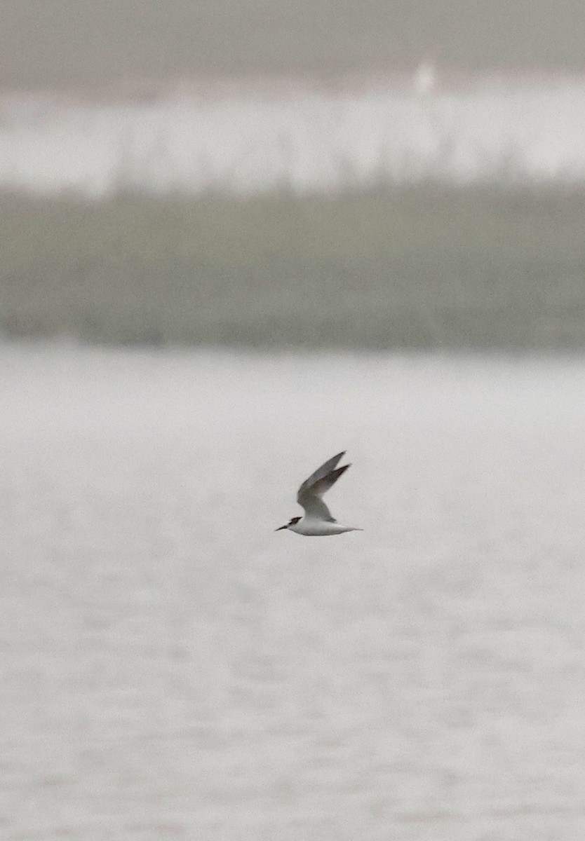 Little Tern - ML646121299