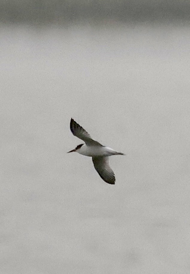 Little Tern - ML646121300