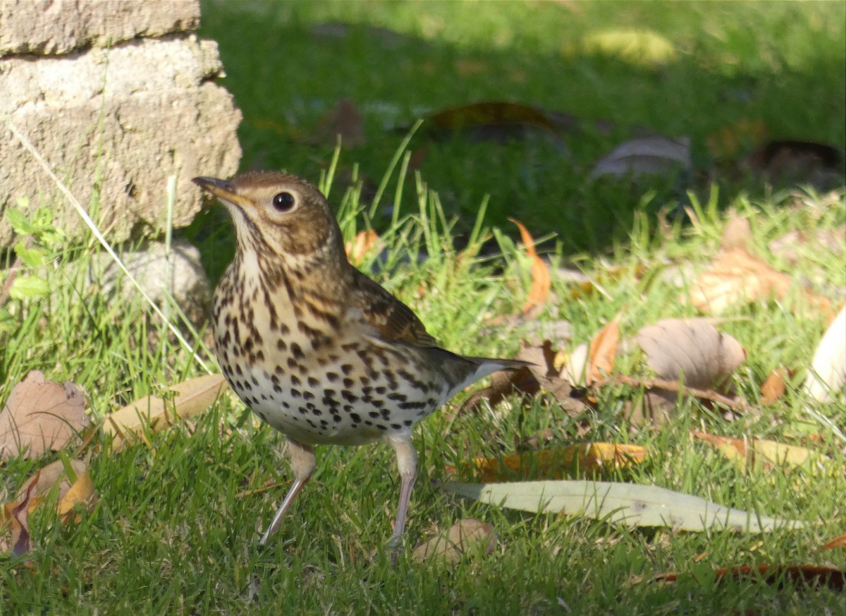 Song Thrush - ML646121303