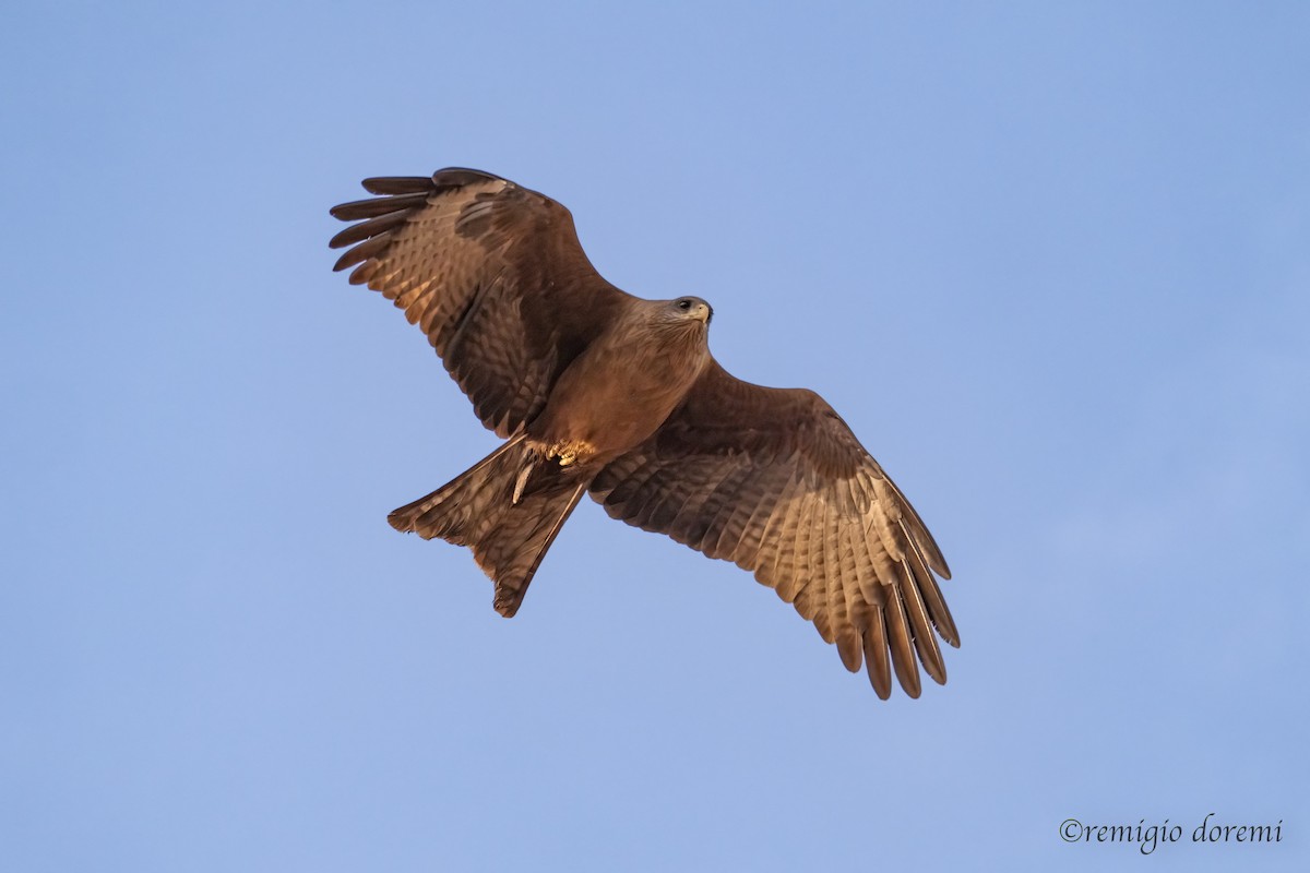 Black Kite - ML646121307