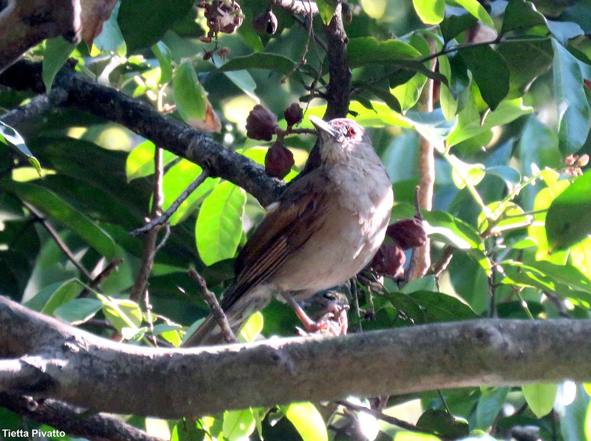 Pale-breasted Thrush - ML646121308