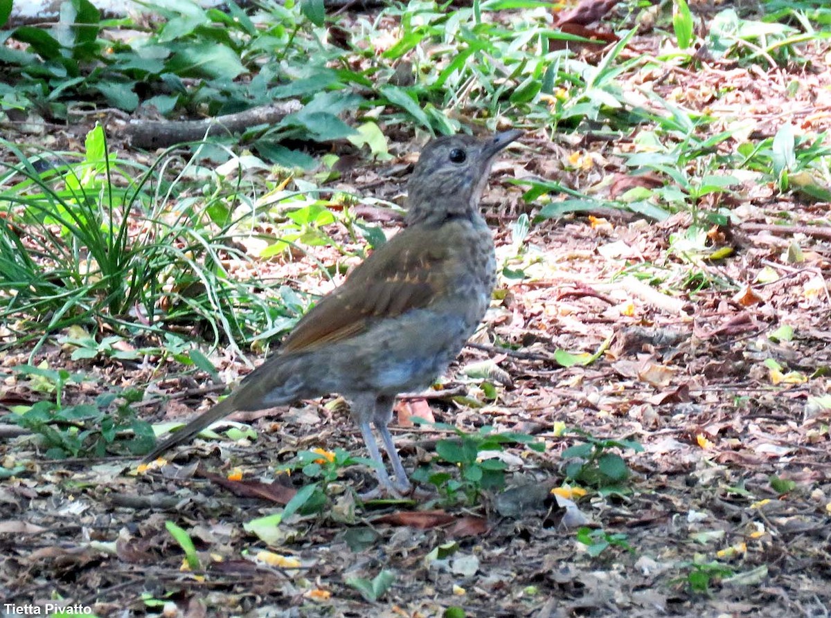Pale-breasted Thrush - ML646121309