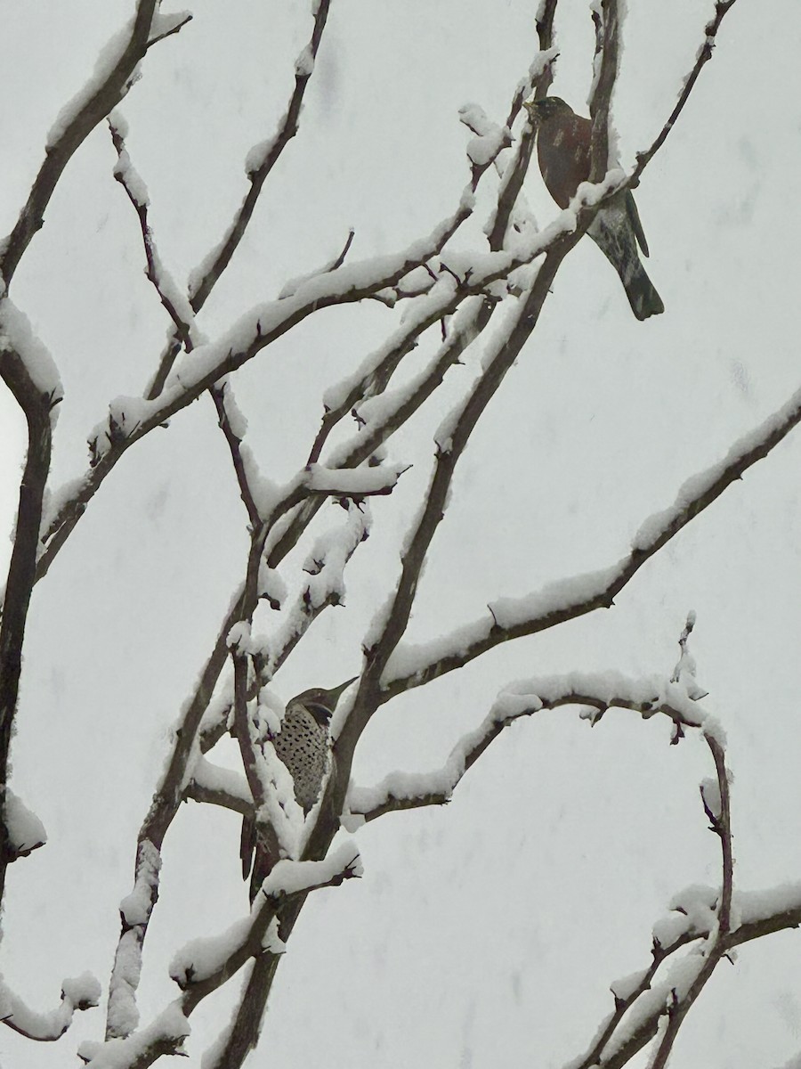 Northern Flicker - ML646121335