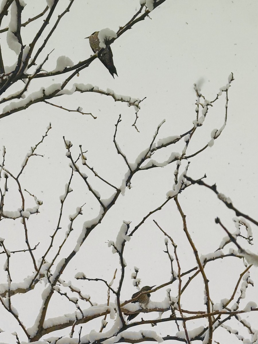 Northern Flicker - ML646121336