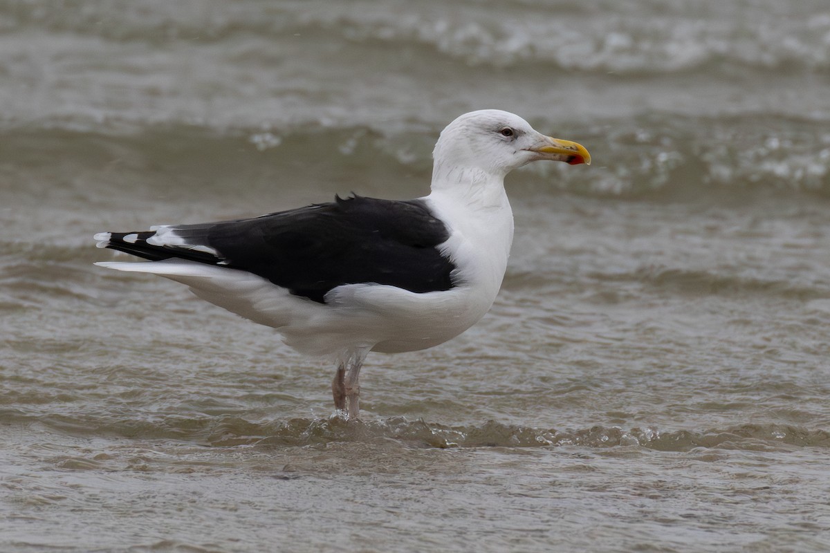 racek mořský - ML646121337