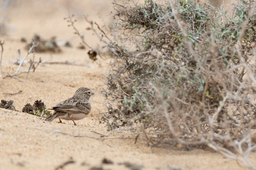 Alouette pispolette - ML646121345
