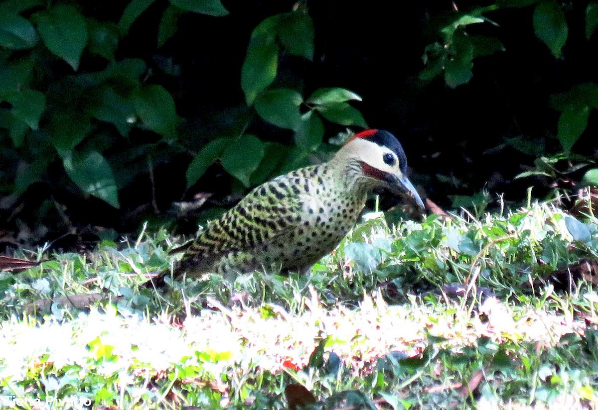 Grünbindenspecht - ML646121347