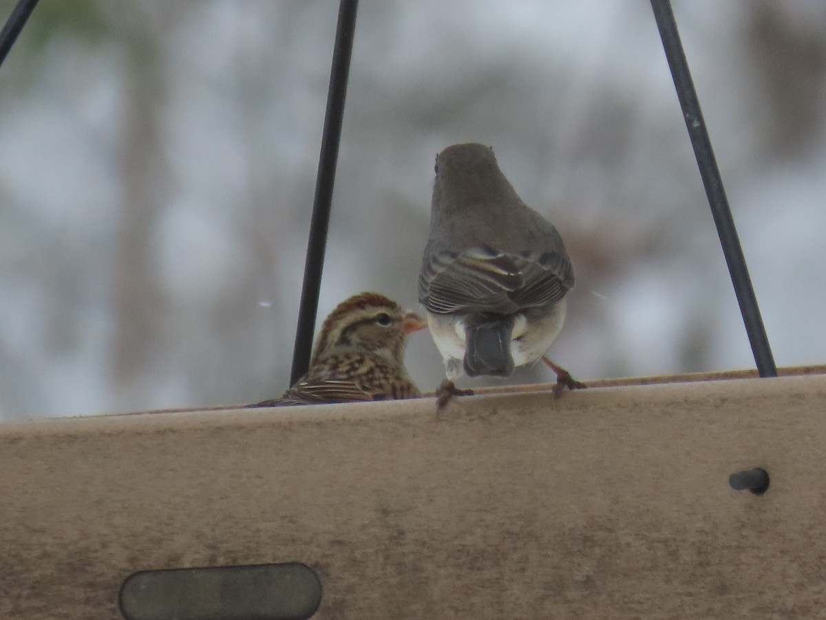 Chipping Sparrow - ML646121350