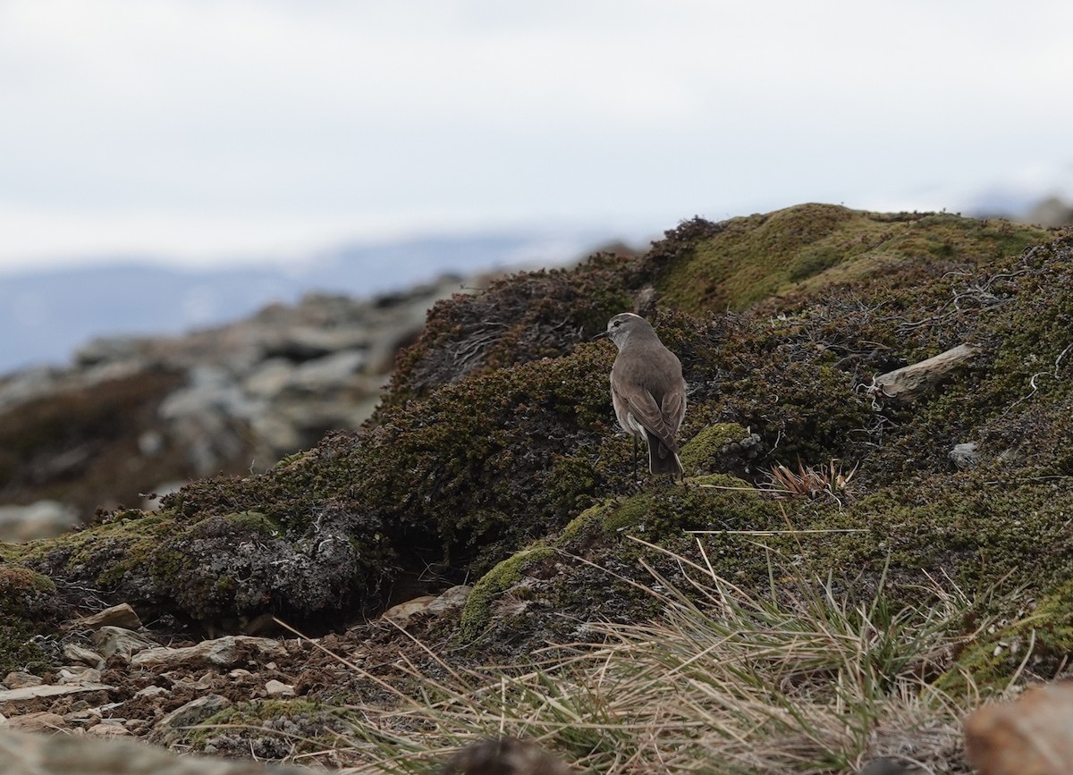 Ochre-naped Ground-Tyrant - ML646121354