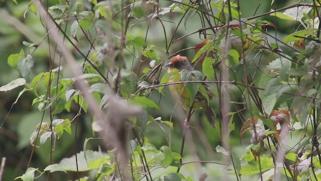 Kırmızı Alınlı Çalı Serçesi - ML646121356