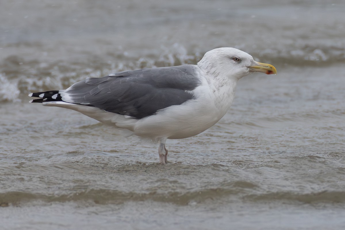 American Herring x Great Black-backed Gull (hybrid) - ML646121359