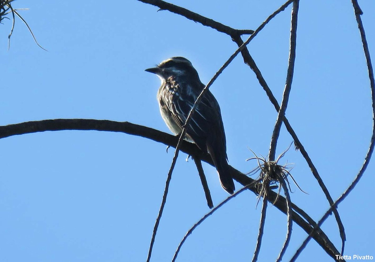 Variegated Flycatcher - ML646121370