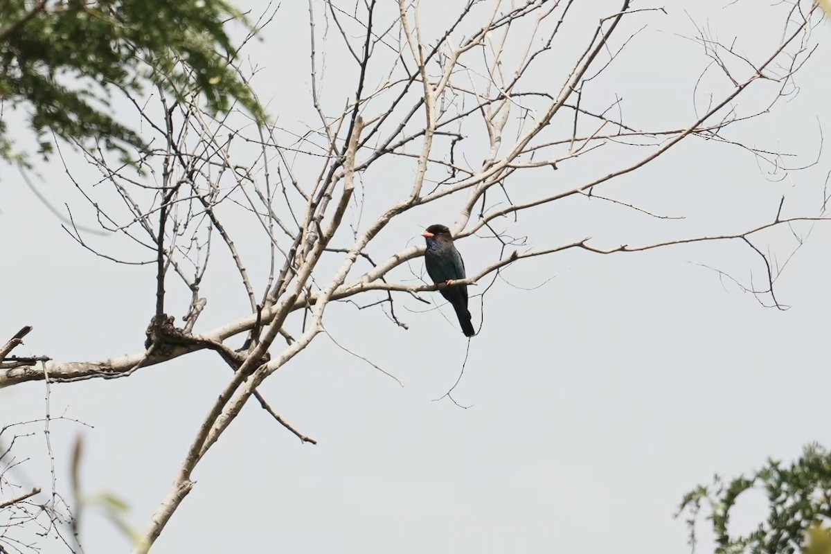 Dollarbird - ML646121371