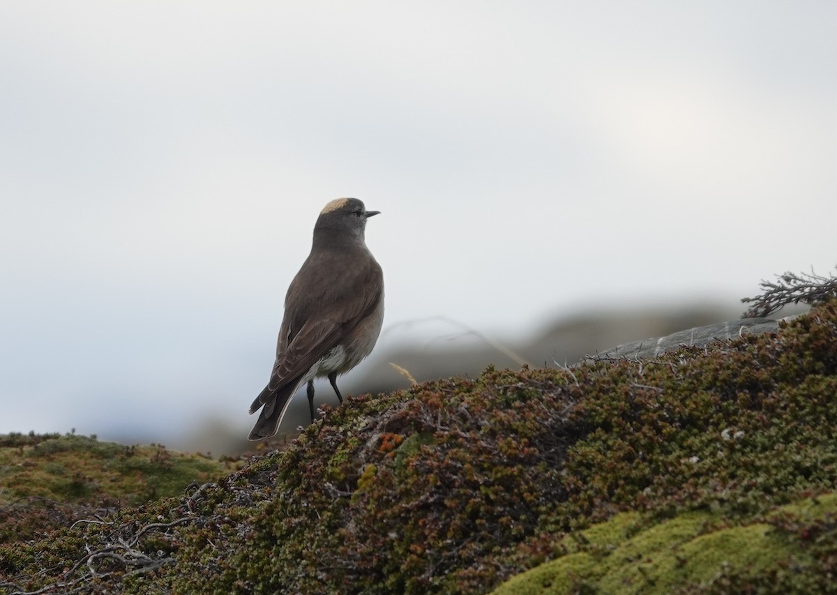Ochre-naped Ground-Tyrant - ML646121376
