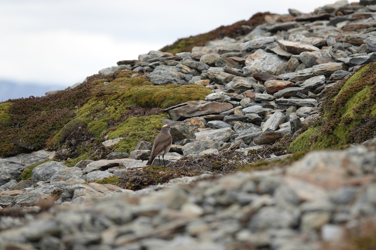 Ochre-naped Ground-Tyrant - ML646121378