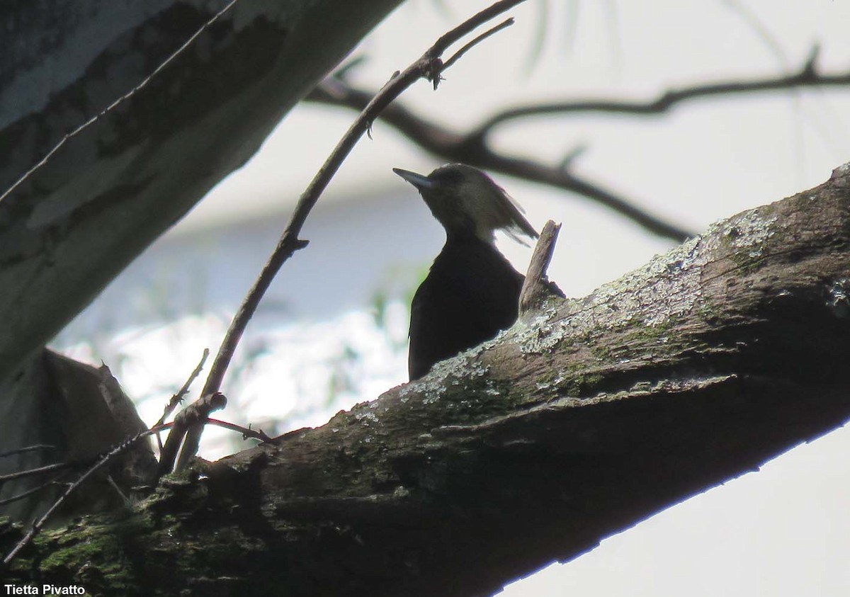 Blond-crested Woodpecker - ML646121379