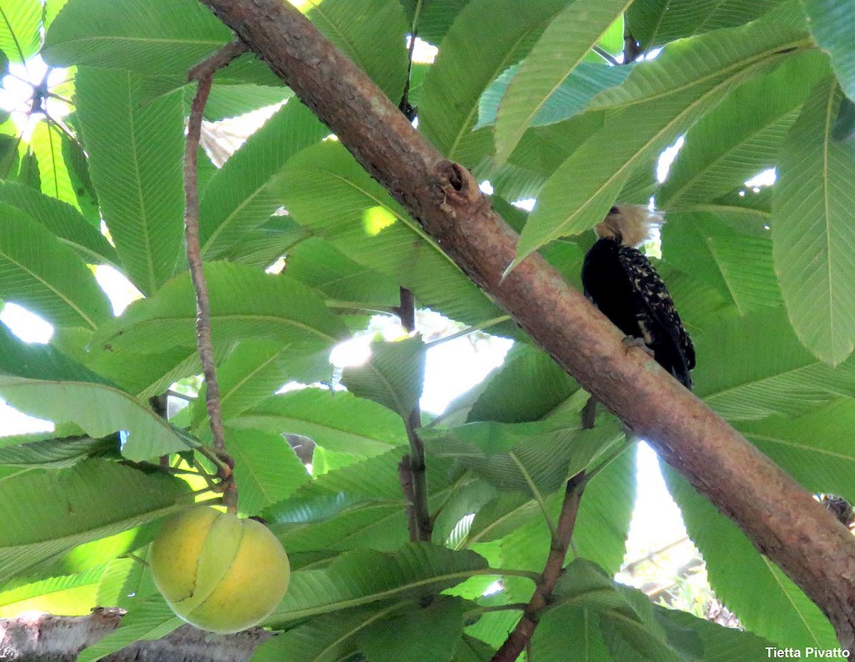 Blond-crested Woodpecker - ML646121380