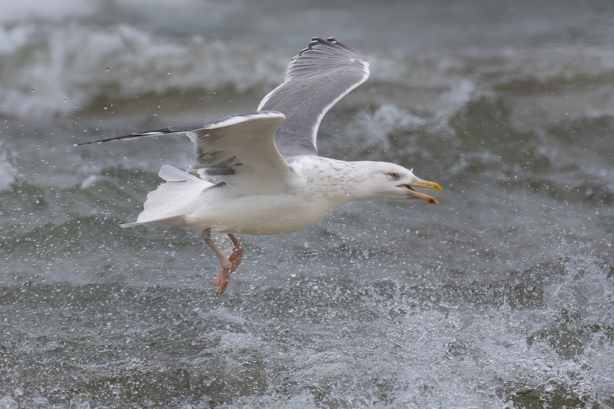 American Herring x Great Black-backed Gull (hybrid) - ML646121384