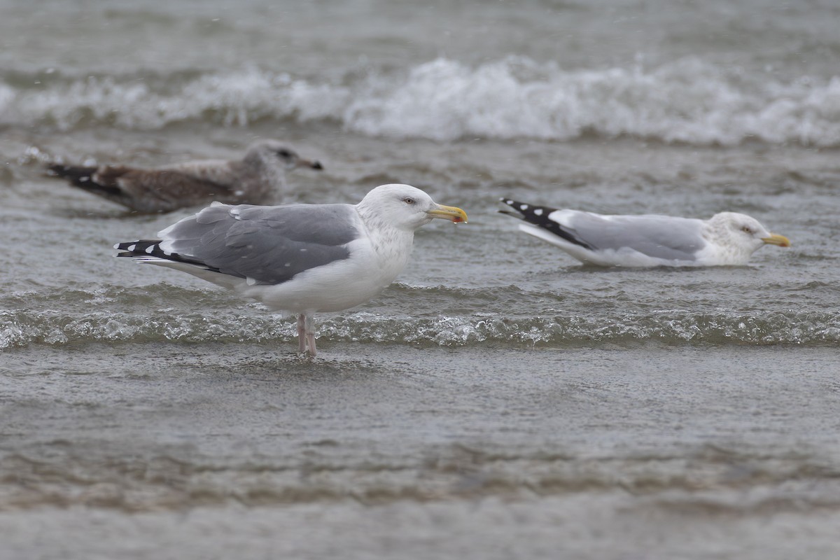 American Herring x Great Black-backed Gull (hybrid) - ML646121385