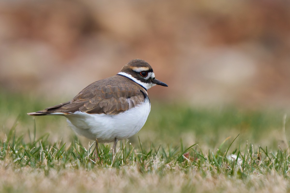 Killdeer - ML646121386