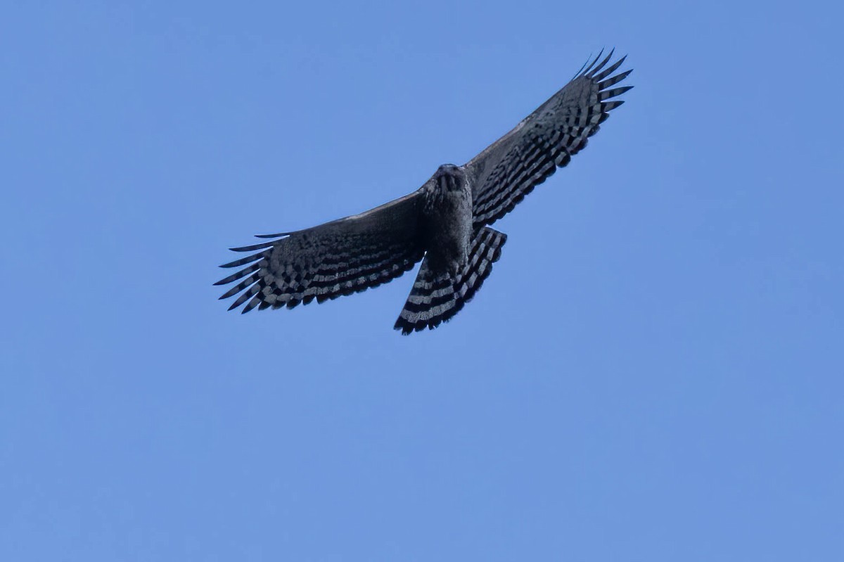 Mountain Hawk-Eagle - ML646121388