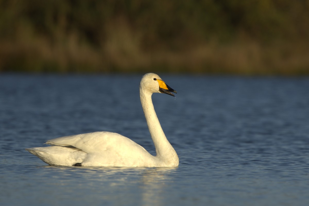 Whooper Swan - ML646121393