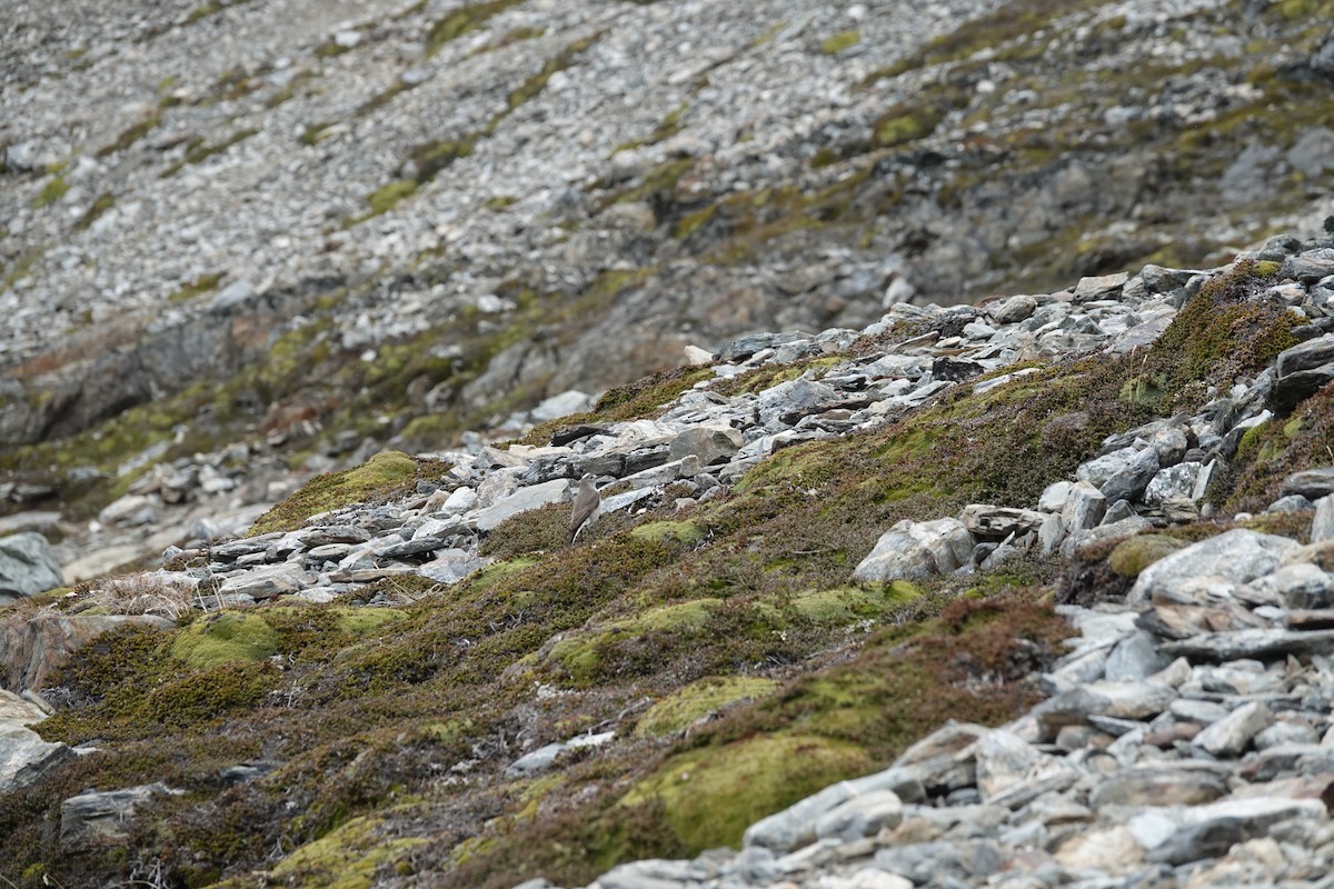 Ochre-naped Ground-Tyrant - ML646121394