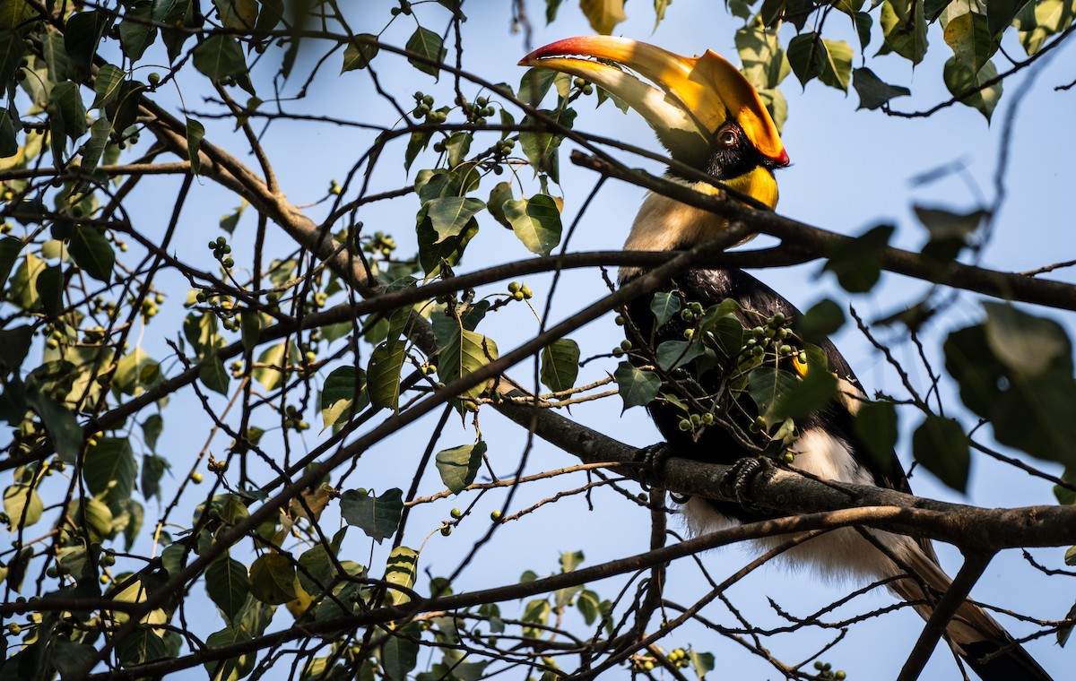 Great Hornbill - ML646121396