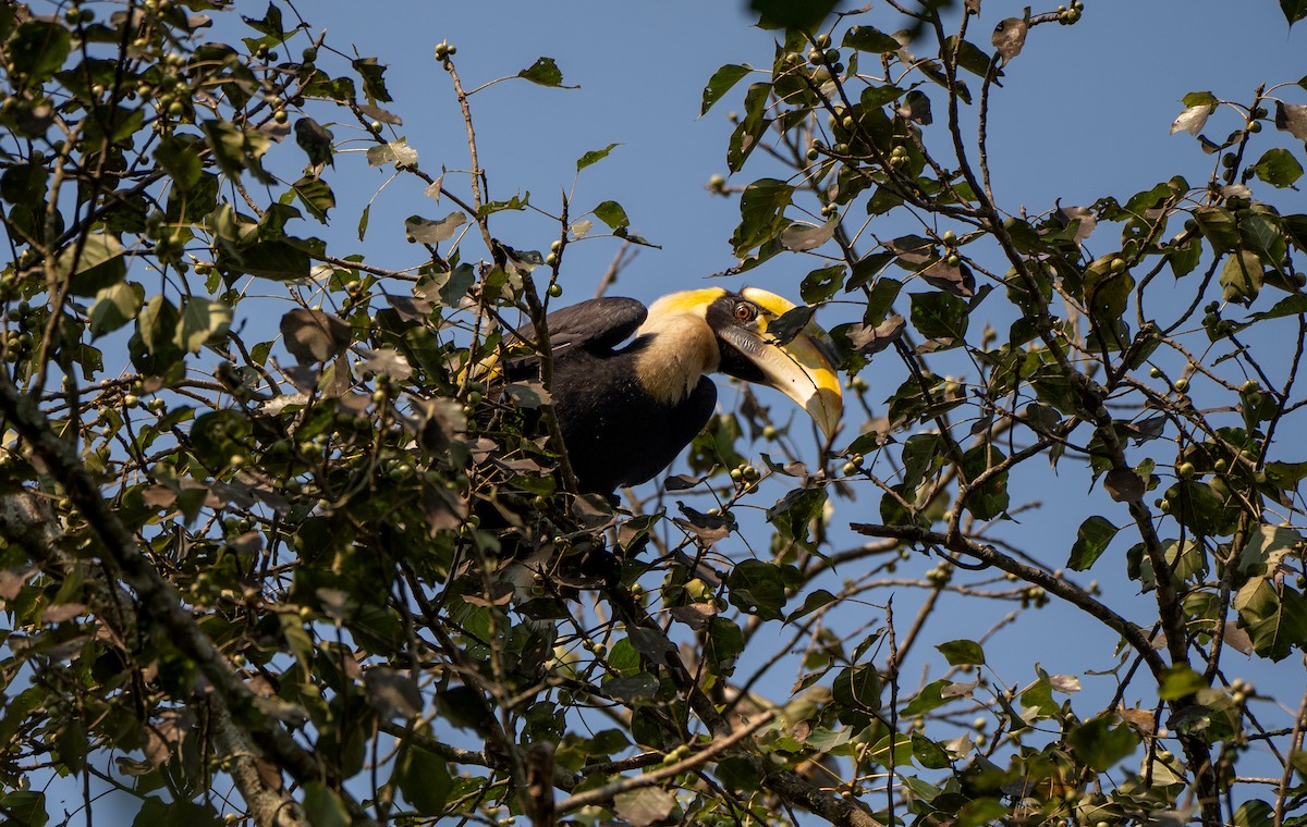 Great Hornbill - ML646121399