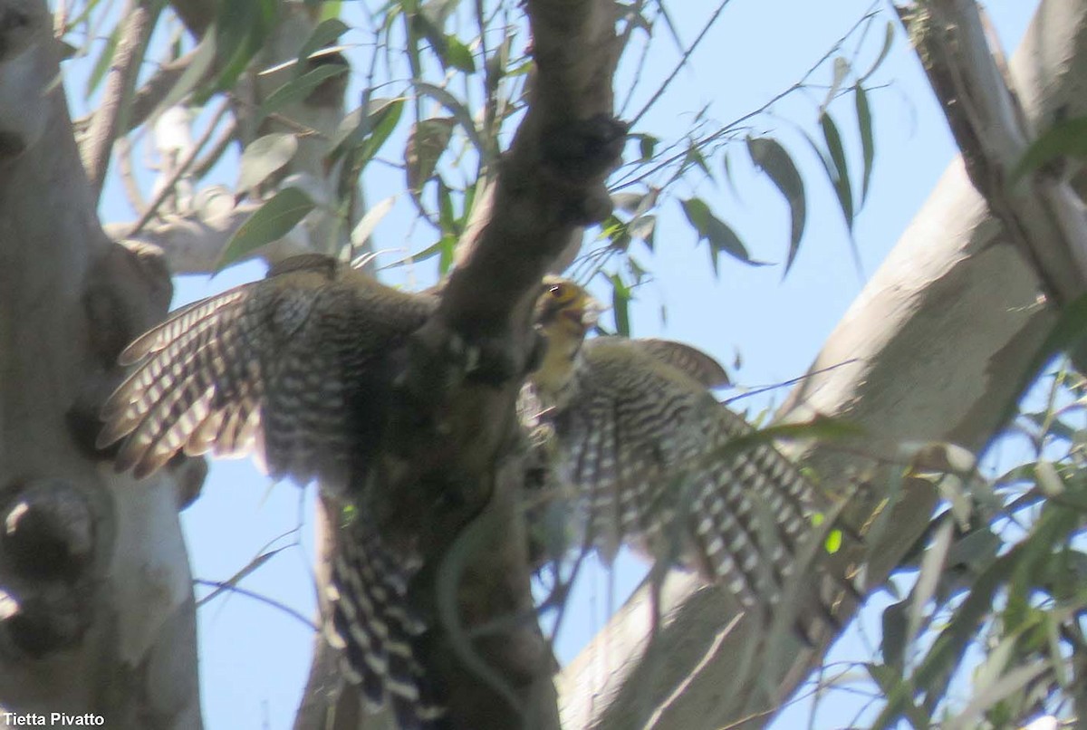 Aplomado Falcon - ML646121401