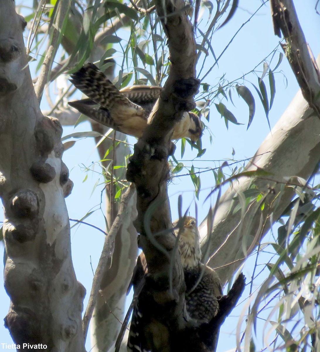 Aplomado Falcon - ML646121402