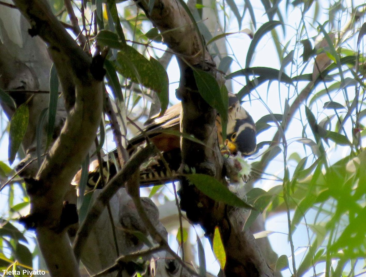 Aplomado Falcon - ML646121403