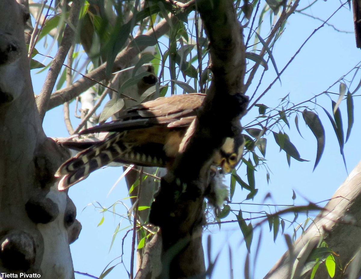 Aplomado Falcon - ML646121404