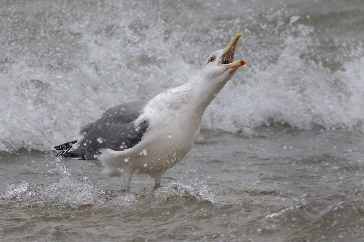 American Herring x Great Black-backed Gull (hybrid) - ML646121405