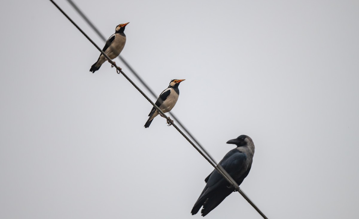 印度鵲椋鳥 - ML646121407