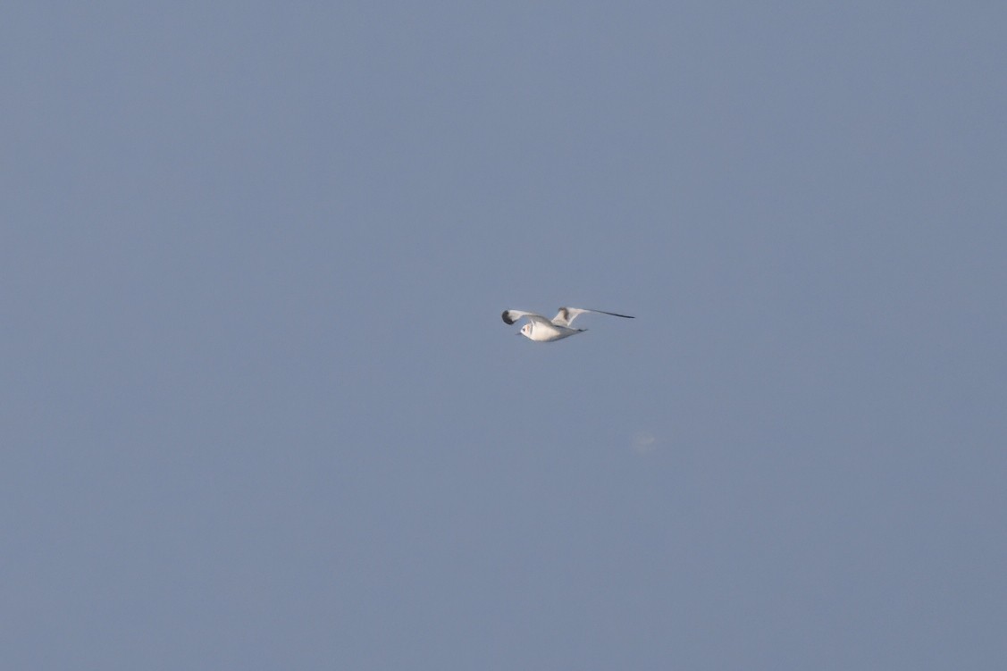 Black-legged Kittiwake - ML646121408