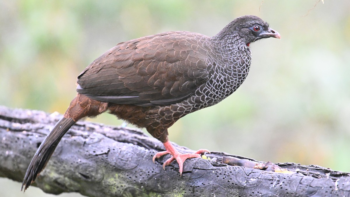 Andenguan - ML646121410