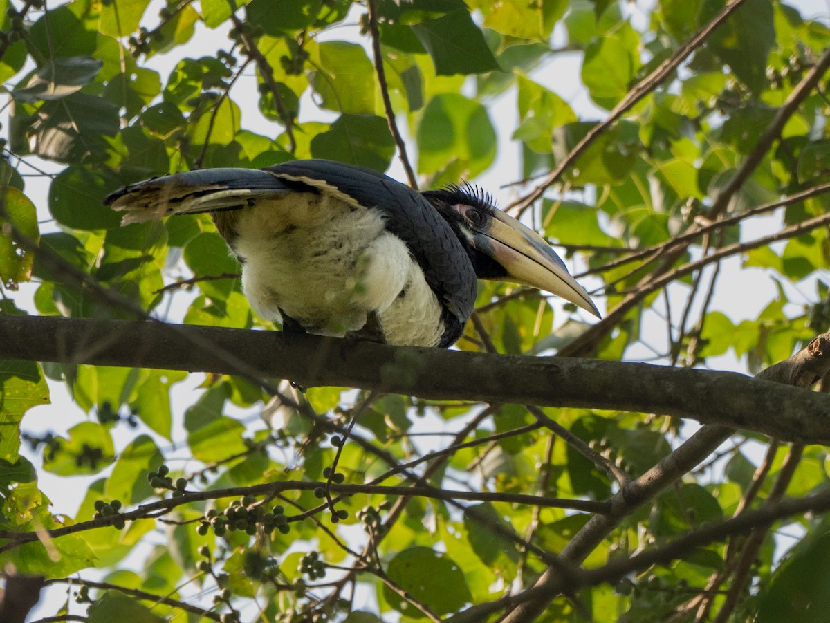 Oriental Pied-Hornbill - ML646121411