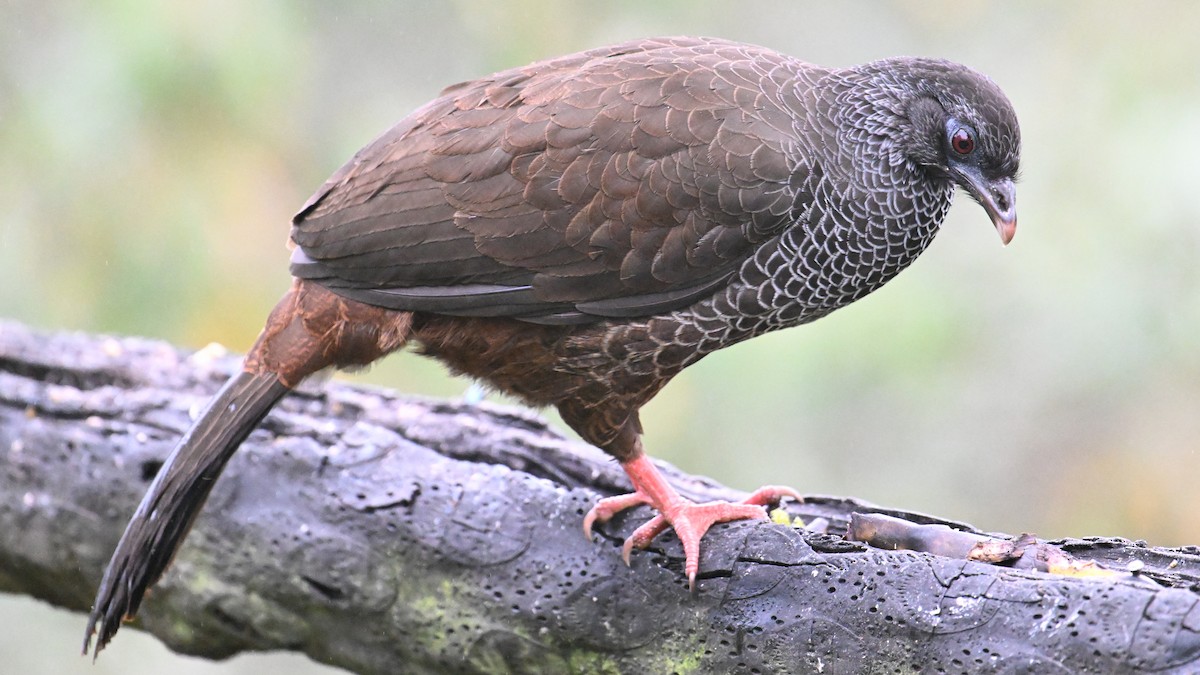 Andenguan - ML646121414