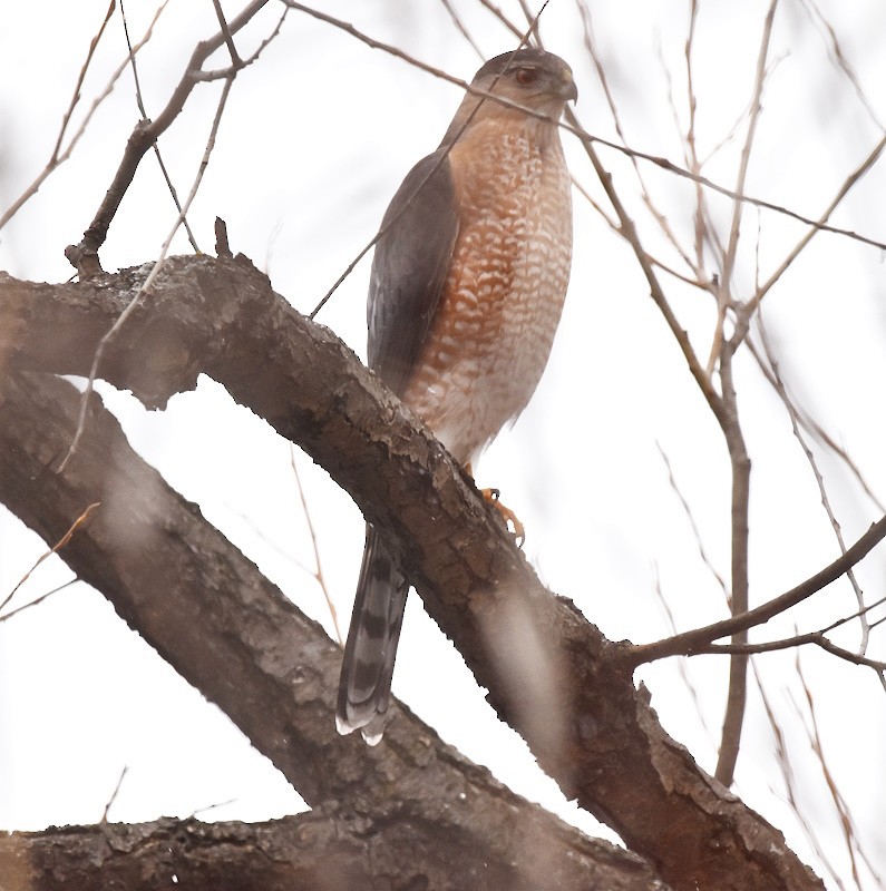 Rundschwanzhabicht - ML646121416