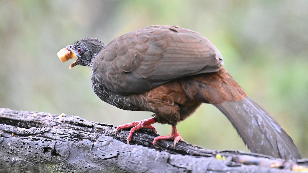 Andenguan - ML646121418