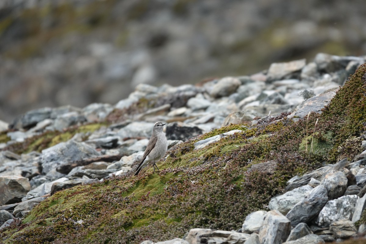 Ochre-naped Ground-Tyrant - ML646121419