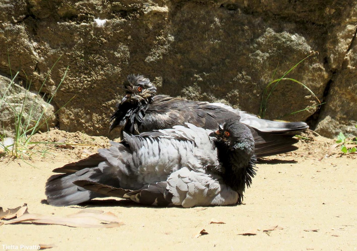 Хөхвөр тагтаа (суурин газрын) - ML646121420