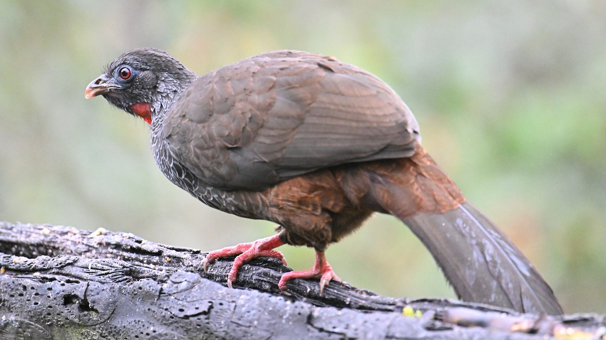 Andenguan - ML646121421